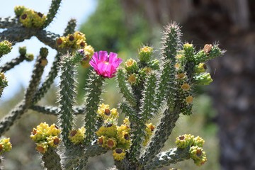 Pink cactus flower