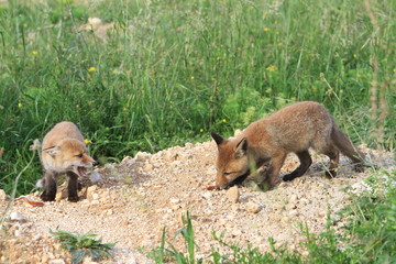 Protrait de 2 jeunes renards