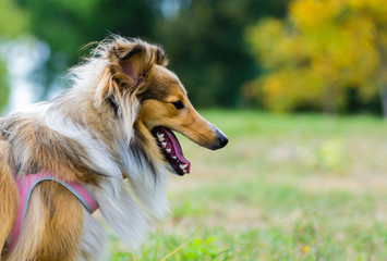 Little Shetland Shepherd