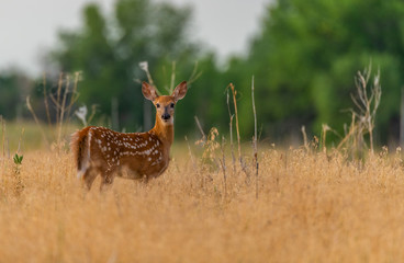 A Beautiful White-tailed Deer Fawn in a Meadow 