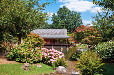  Traditional japanese garden  in summer
