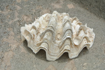 ฺThe white big shell.