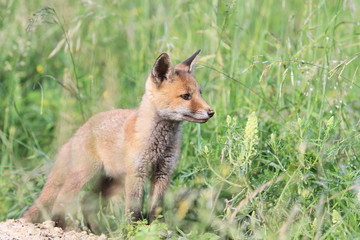 Jeune renard à la découverte du monde