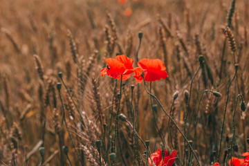 red poppies field golden spikelets wheat agroculture