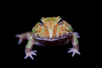 The chachoan horned frog isolated on black