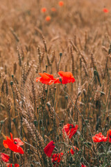 red poppies field golden spikelets wheat agroculture