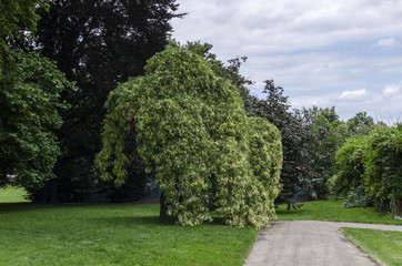 ogród park  © wedrownik52
