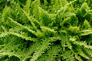 fern leaf