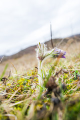 Spring wild pulsatilla flowers
