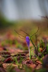 Crocus in the forest