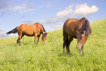 Horses eating grass on green meadow,mountain landscape, blue sky on background