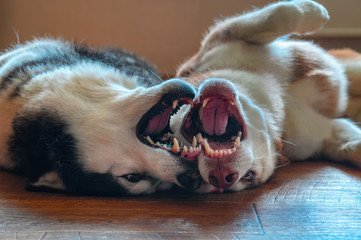 Two husky dogs lie on their backs side by side with its legs in the air and bite.