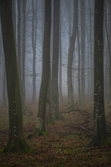 Naklejka premium Fog in side of the forest