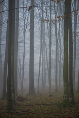 Fog in side of the forest