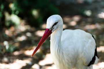 Stork in the Bushes