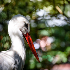 Stork in the Bushes