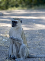Green Monkey Chlorocebus aethiops, Chobe National Park, Botswana