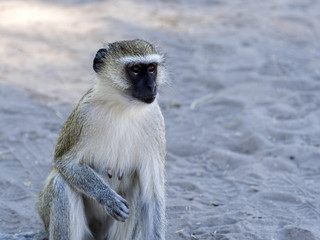 Green Monkey Chlorocebus aethiops, Chobe National Park, Botswana