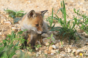 Jeune renard à la découverte du monde