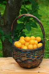 mirabellen obstgarten