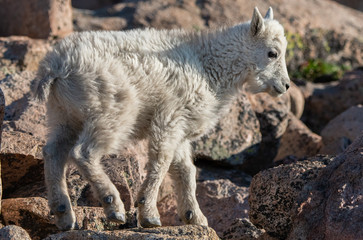 A Baby Mountain Goat Kid in The Rocky Mountains-Colorado