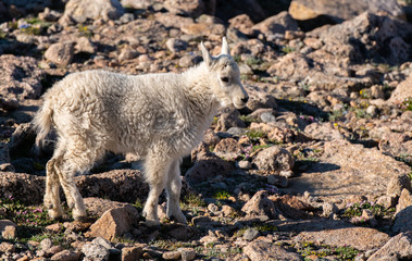 Fototapeta premium A Baby Mountain Goat Kid in The Rocky Mountains-Colorado