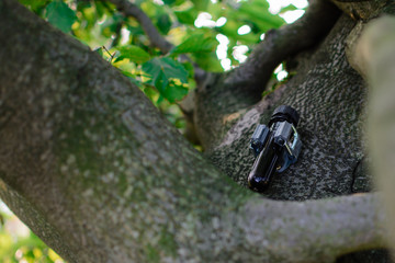 Geocache im Baum Petling