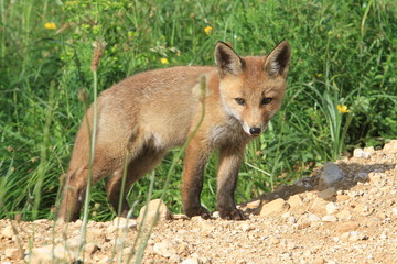 Jeune renard à la découverte du monde