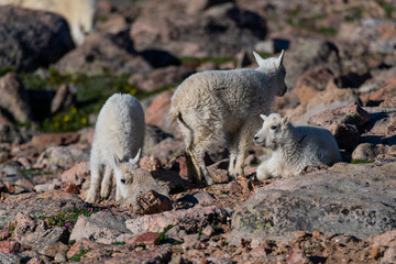 Fototapeta premium Baby Mountain Goat Kids - Colorado Rocky Mountains