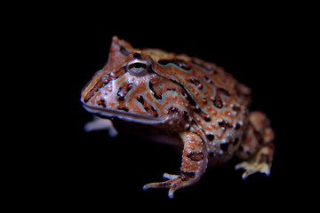 The Fantasy horned froglet isolated on black