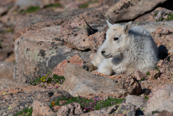 Adorable Baby Mountain Goat Lamb At The Top Of Mount Evans