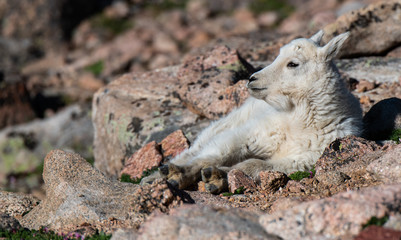 Adorable Baby Mountain Goat Lamb At The Top Of Mount Evans