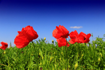 Summer wildflowers and clouds