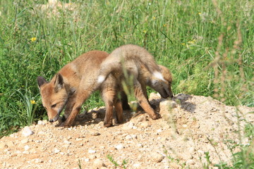 Protrait de 2 jeunes renards