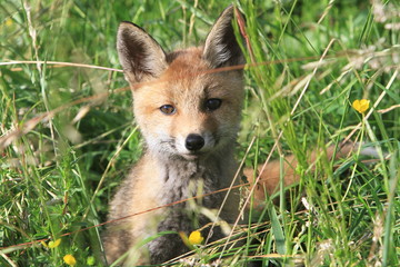 Jeune renard à la découverte du monde