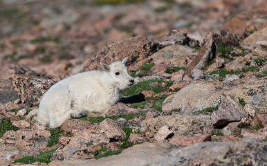 Adorable Baby Mountain Goat Lamb At The Top Of Mount Evans