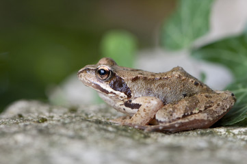 Grasfrosch am Gartenteich