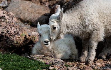 Baby Mountain Goat Kids - Colorado Rocky Mountains