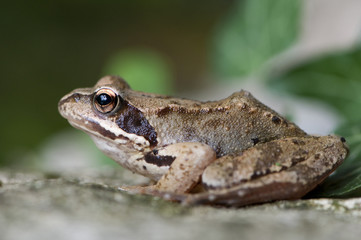 Grasfrosch