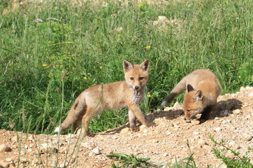 Protrait de 2 jeunes renards