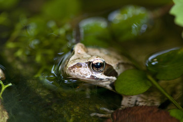 Grasfrosch im Gartenteich