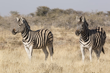Fototapeta na wymiar Cebras en la sabana de Namibia, África.