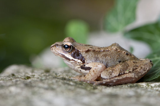 Grasfrosch am Gartenteich