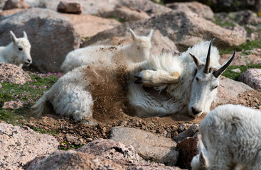 Adult Mountain Goat Nanny Digging a Bed