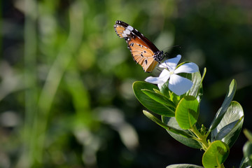 Butterfly orange color on green plant leaf, garden outdoor macro insect wildlife animal, background nature spring wallpaper