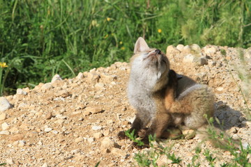Renardeau se grattant devant son terrier