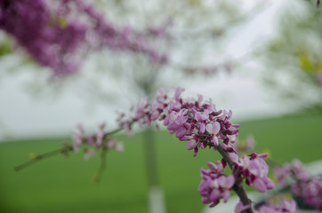 Judas-tree in Nature