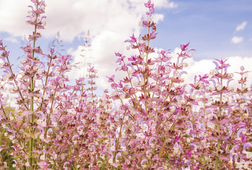 Lush flowering of pink lilac flowers of clary muscat. Close-up.
