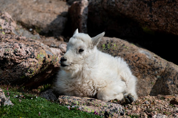 Fototapeta premium An Adorable Baby Mountain Goat Lamb on A Rocky Mountain Top