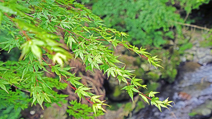 Closeup green leaves, tree and river in Japan countryside